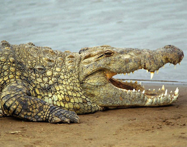 [Crocodile.jpg]