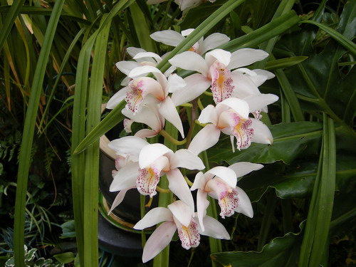 [orchids.1.jpg]