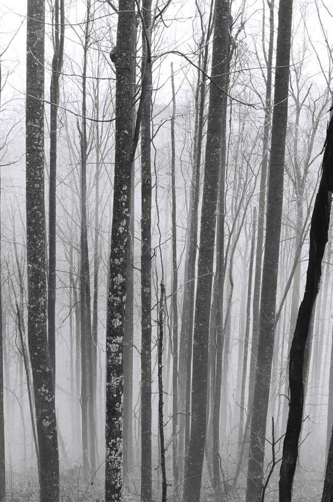 [trees+in+the+mist.jpg]