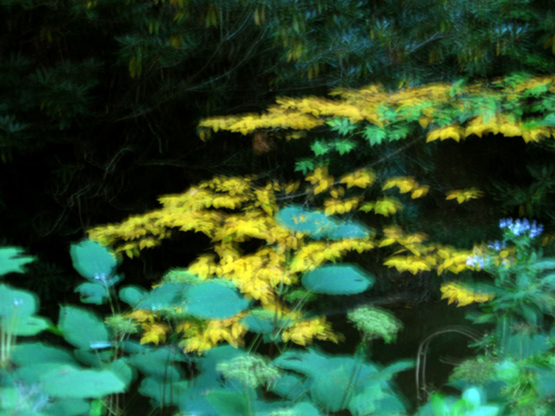 [yellow+leaves.JPG]