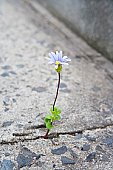 [flower+in+concrete.jpg]