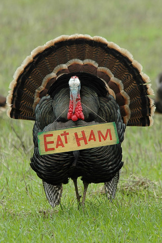 [LuckyOliver-810472-blog-thanksgiving_humor_eat_ham_turkey.jpg]