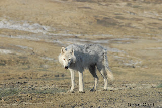 Wolf (Jul 2008)