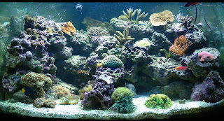salt water aquarium