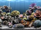 reef ready aquarium