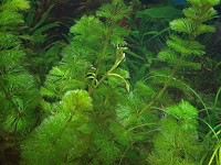 aquarium plant cabomba