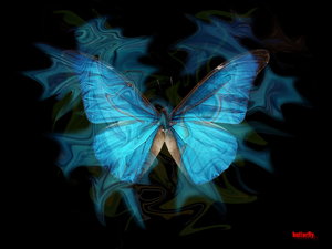 [butterfly_blue__by_klimo.jpg]