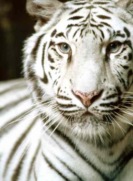 [white-tiger.jpg]