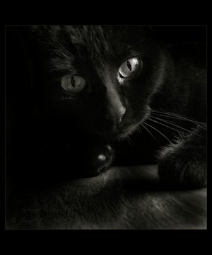 [Black_Cat_by_Dagwanoenyent[1].jpg]