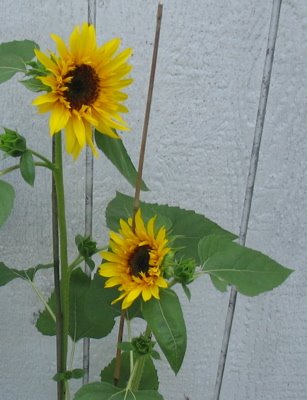 [sunflower1.JPG]