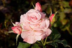 [250px-Bridal_pink_-_morwell_rose_garden.jpg]