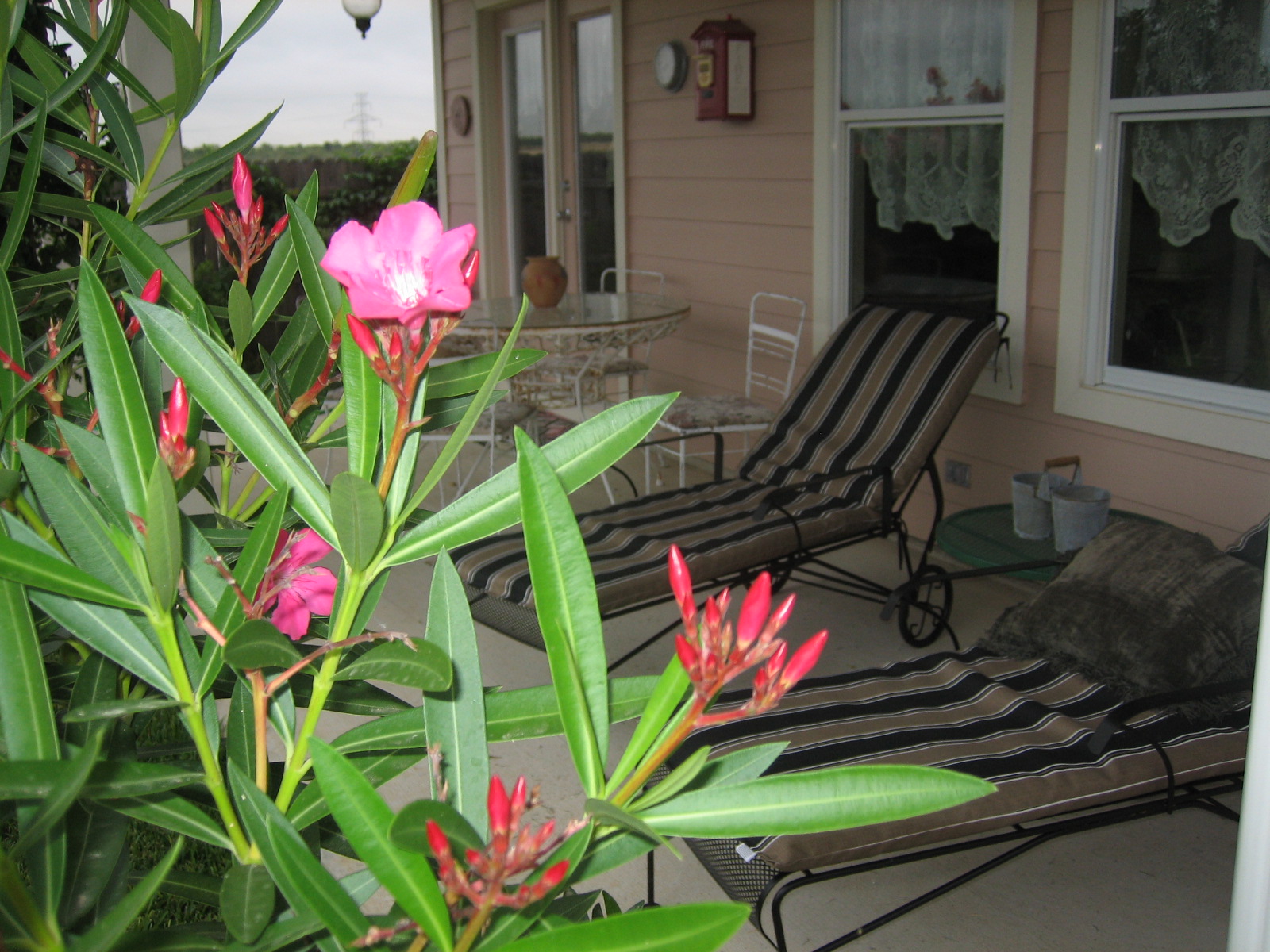 [oleander+porch.jpg]