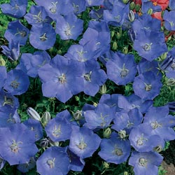 [blue+bellflower.jpg]