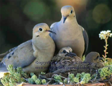 [mother+dove.jpg]
