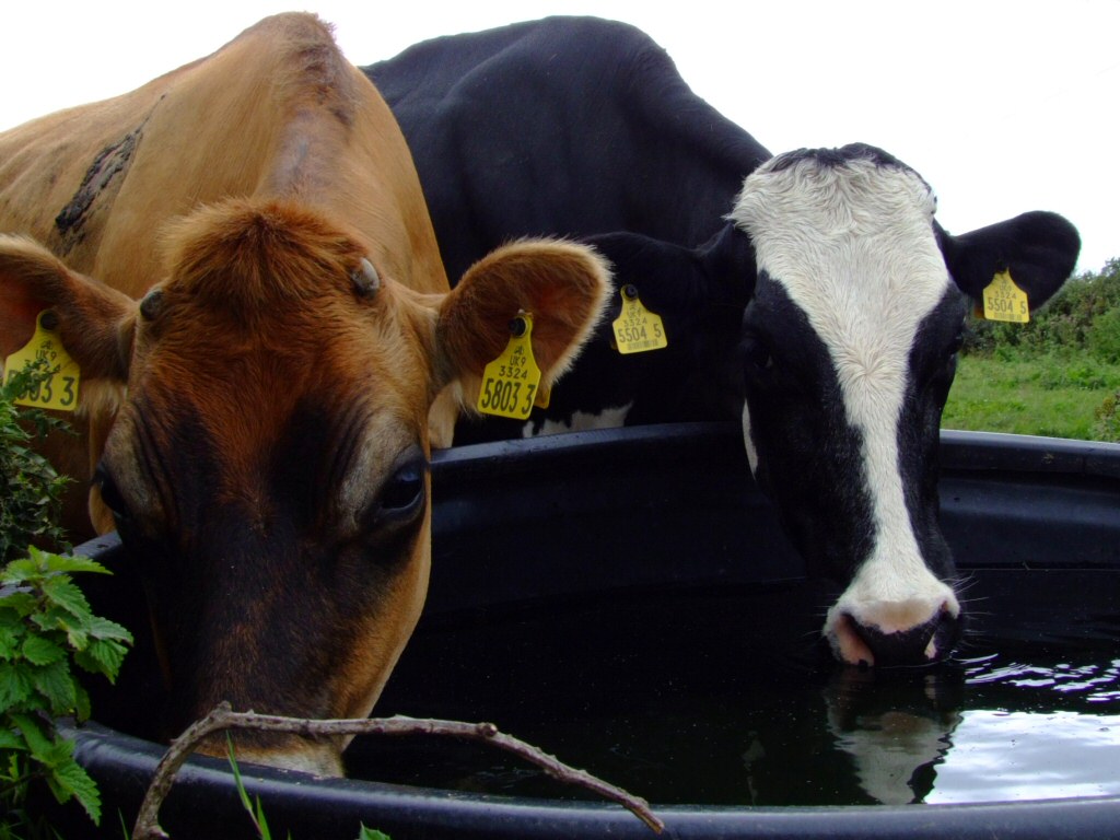 [cows_drinking_water.jpg]