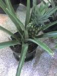[pineapple+plant.jpg]