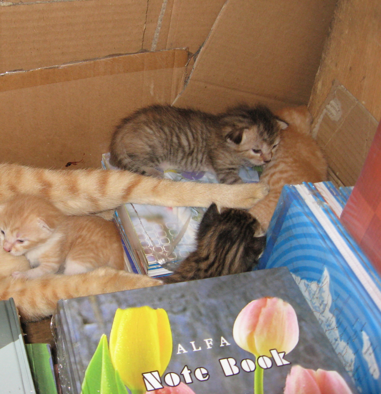 [Kitties+behind+the+cahiers.jpg]