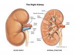 [kidneys.jpg]