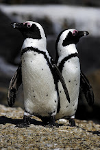 These are actually African Penguins!