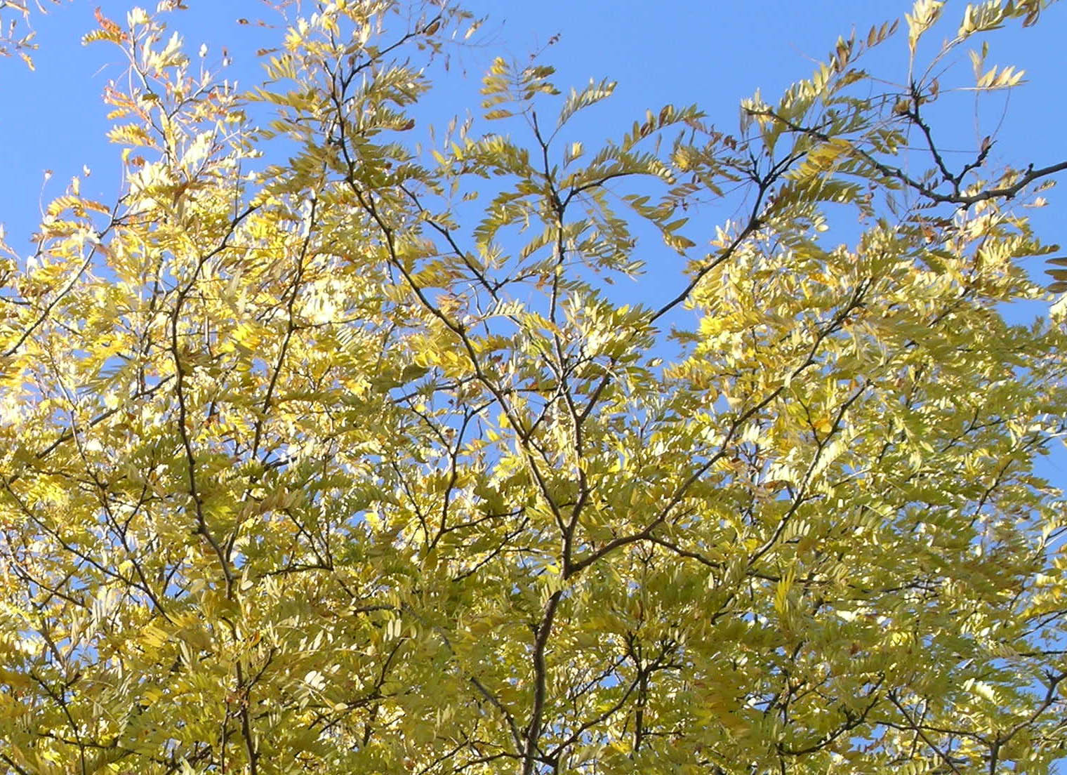[yellow+tree+2.jpg]