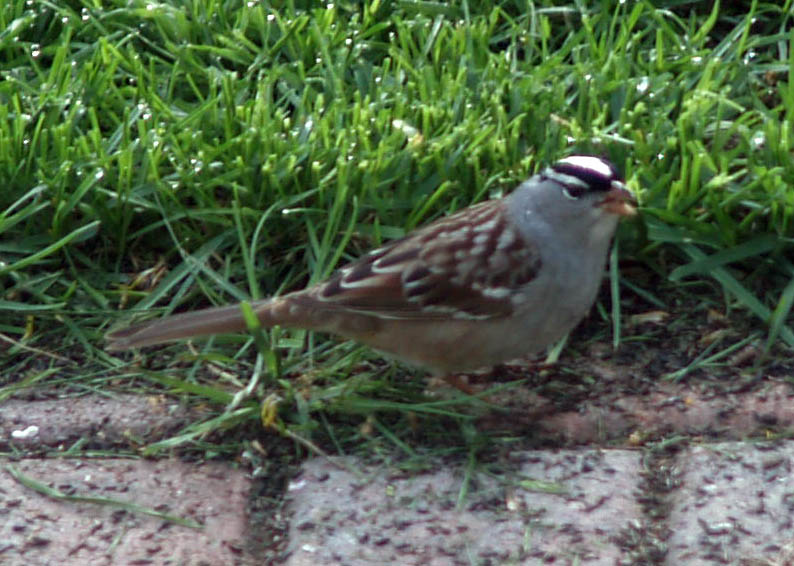 [white-crowned-sparrow.jpg]