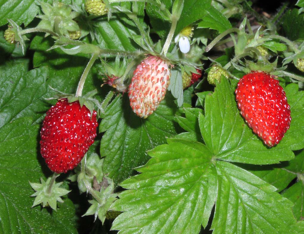 [strberries.jpg]