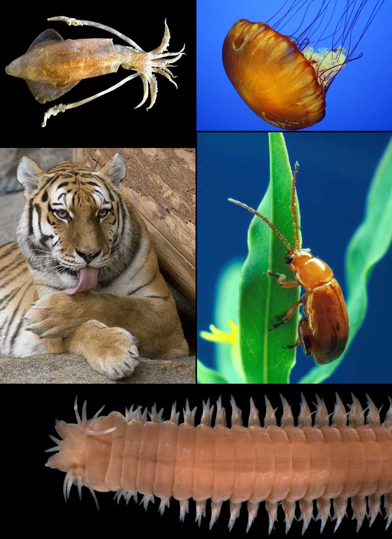 [Animalia_diversity.jpg]