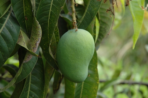 [green_single_mango_in_tree.jpg]