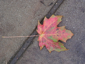 [leaf.jpg]