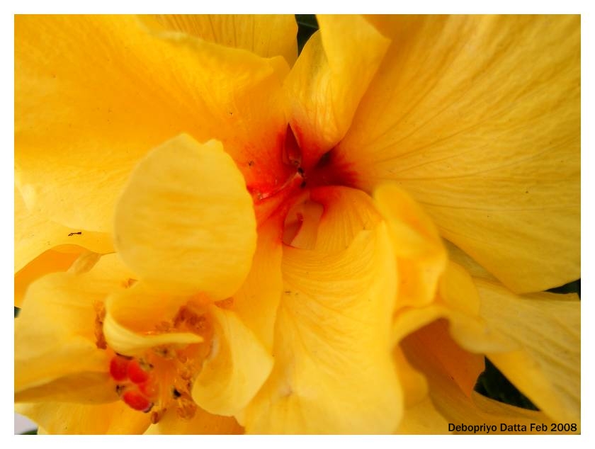 [yellow+hibiscus+04.jpg]