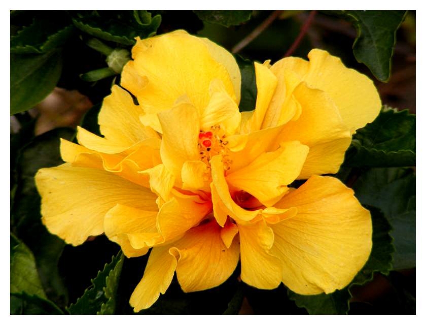 [yellow+hibiscus+01.jpg]