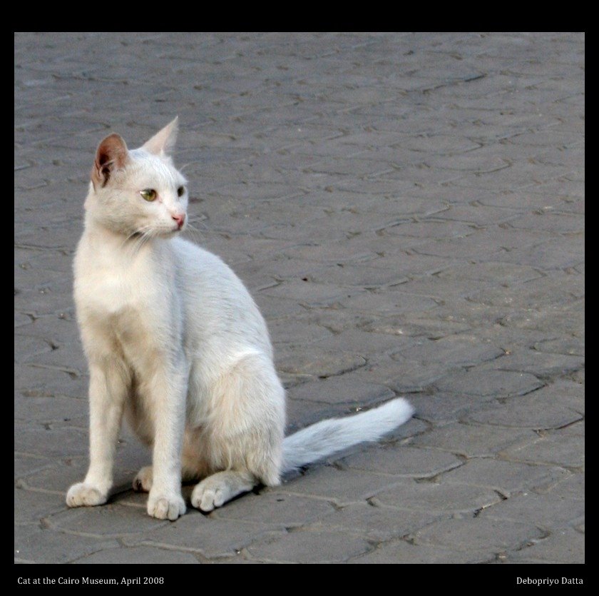 [cat+at+the+Cairo+Meuseum.jpg]