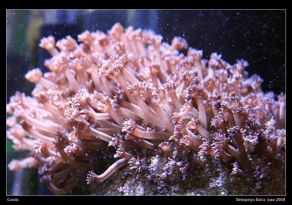 [coral+01.jpg]