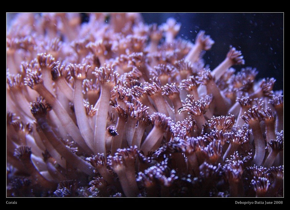 [coral+05.jpg]