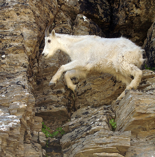 [goat_jumping.jpg]