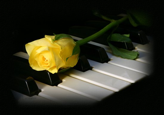 [rosa+amrela+++piano.jpg]