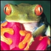 [frog+on+flower.jpg]