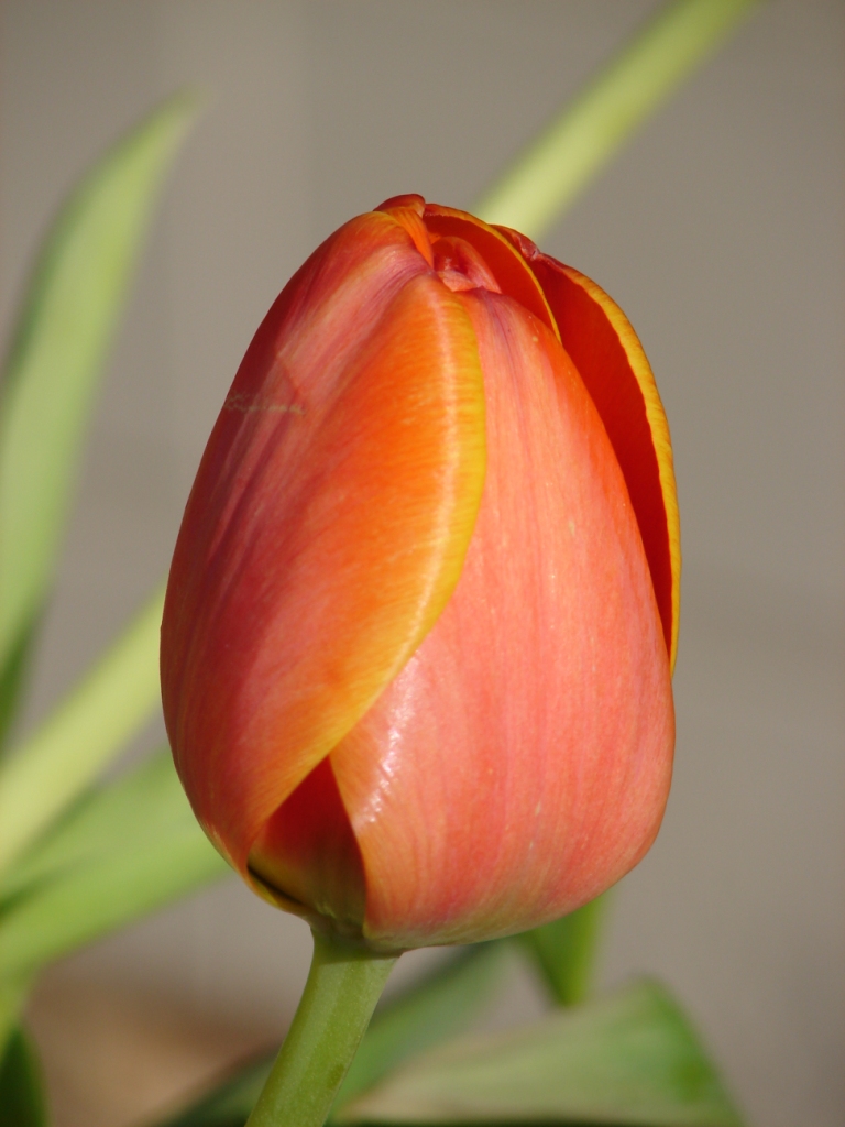 [tulips+12.JPG]
