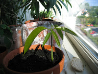 Spæd mangoplante i min vindueskarm