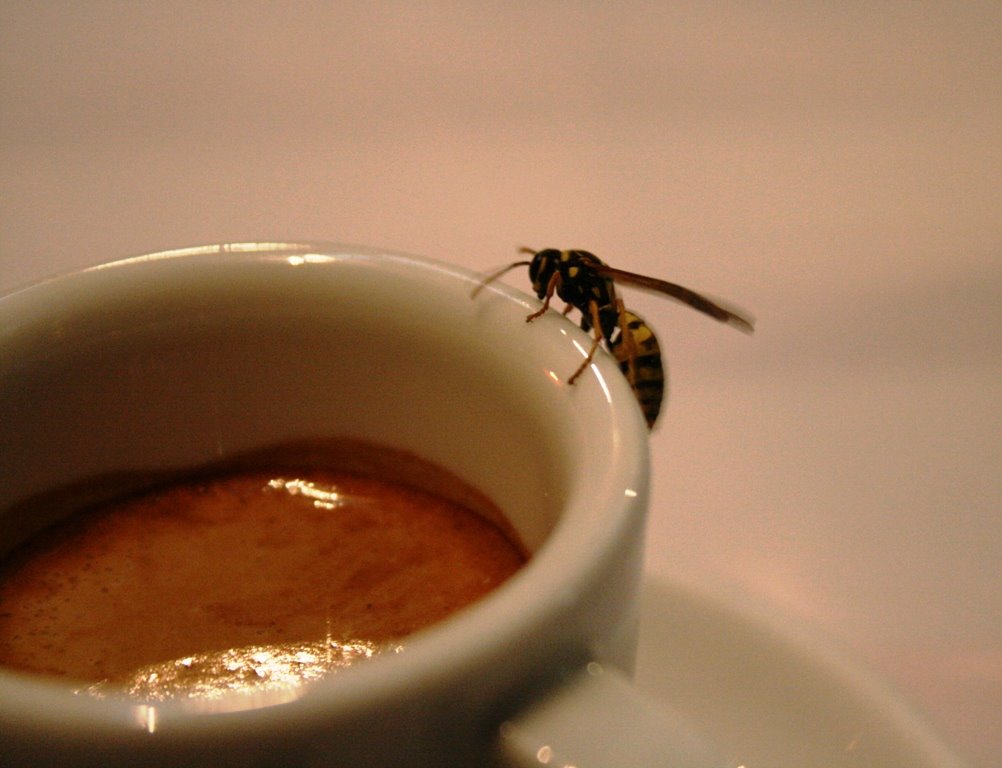 [A+vespa+que+gosta+de+café.JPG]