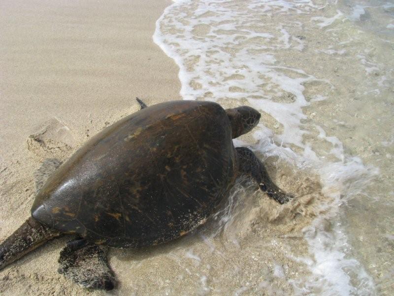Big Turtle at our beach