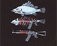 [fish+and+gun.jpg]