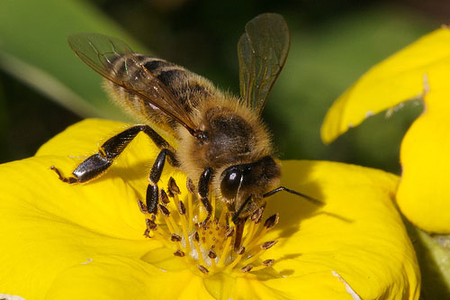 [honey-bee.jpg]