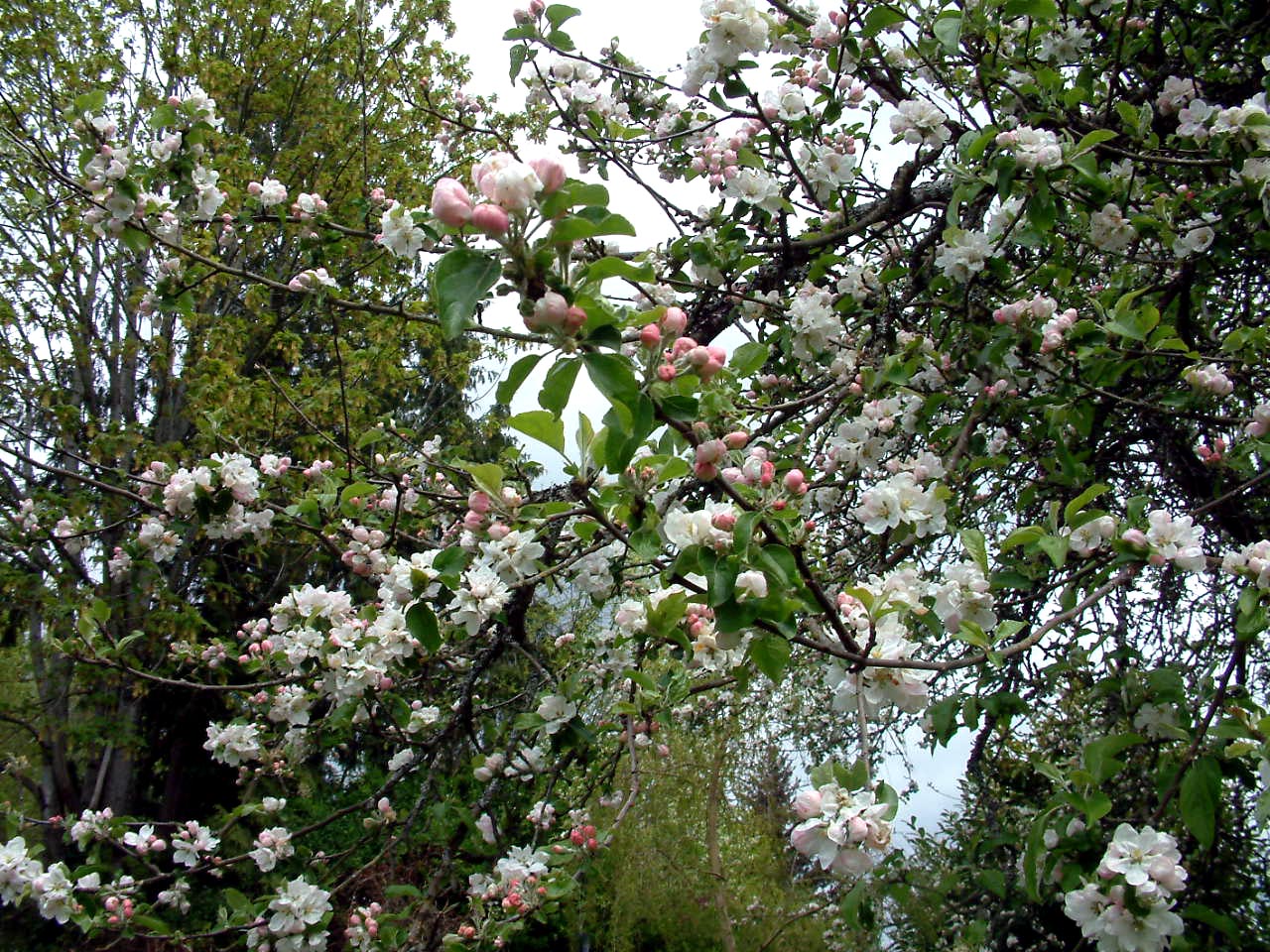 [2007-Apr+25+Apple+Blossoms+1.JPG]