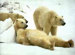 [polar+bear.jpg]