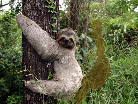 [stinky+sloth.jpg]