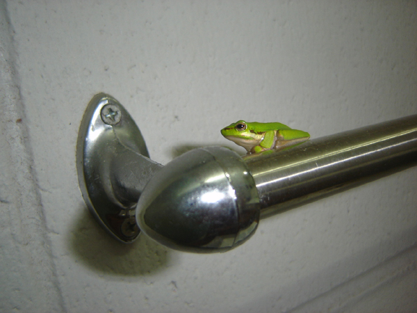 [bathroom+frog.jpg]