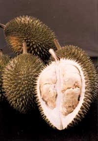 [durian-fruit.jpg]