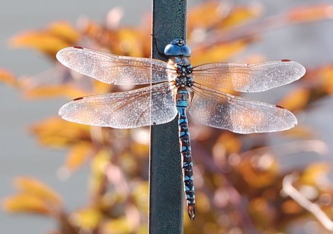[rebecca's+dragonfly.jpg]