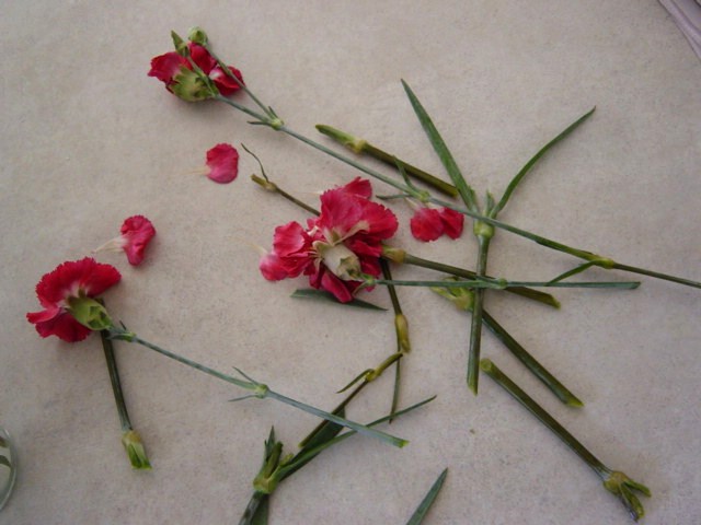 [carnation+cuttings+Pix+039.JPG]
